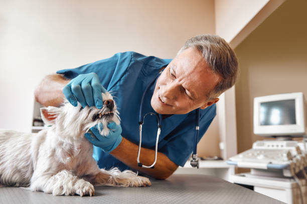 Best Emergency Wisdom Teeth Removal in De Queen, AR